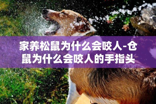 家養松鼠為什么會咬人-倉鼠為什么會咬人的手指頭