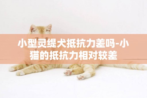 小型靈緹犬抵抗力差嗎-小貓的抵抗力相對較差
