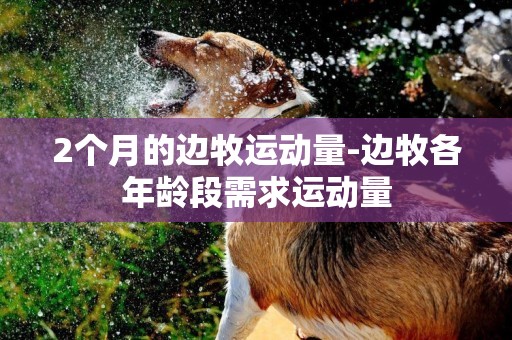 2個月的邊牧運動量-邊牧各年齡段需求運動量