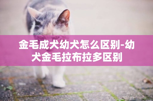 金毛成犬幼犬怎么區別-幼犬金毛拉布拉多區別