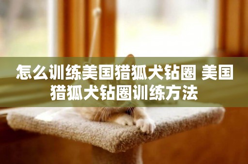 怎么訓練美國獵狐犬鉆圈 美國獵狐犬鉆圈訓練方法