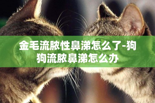 金毛流膿性鼻涕怎么了-狗狗流膿鼻涕怎么辦