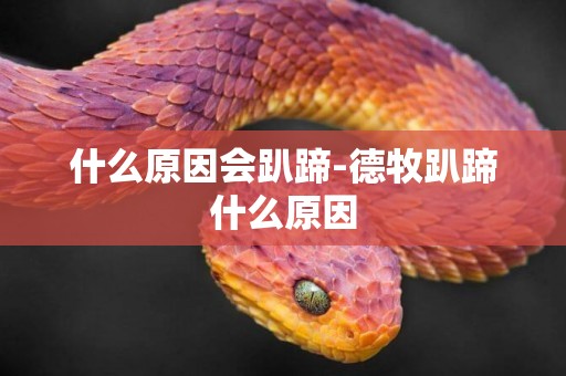 什么原因會趴蹄-德牧趴蹄什么原因