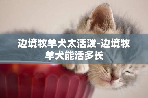 邊境牧羊犬太活潑-邊境牧羊犬能活多長