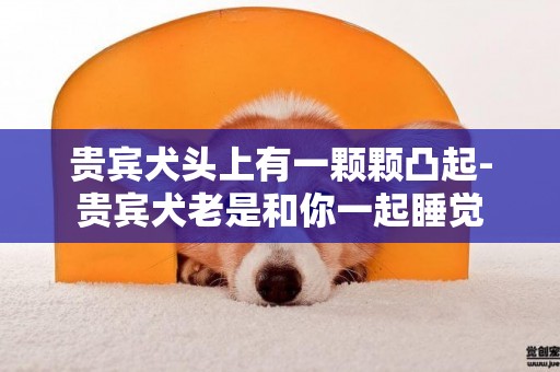 貴賓犬頭上有一顆顆凸起-貴賓犬老是和你一起睡覺