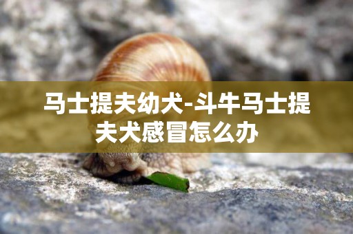馬士提夫幼犬-斗牛馬士提夫犬感冒怎么辦
