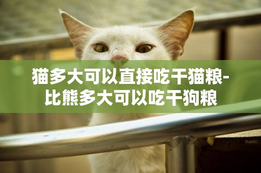 貓多大可以直接吃干貓糧-比熊多大可以吃干狗糧