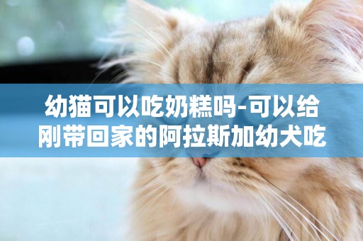 幼貓可以吃奶糕嗎-可以給剛帶回家的阿拉斯加幼犬吃幼犬奶糕嗎