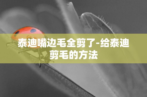 泰迪嘴邊毛全剪了-給泰迪剪毛的方法
