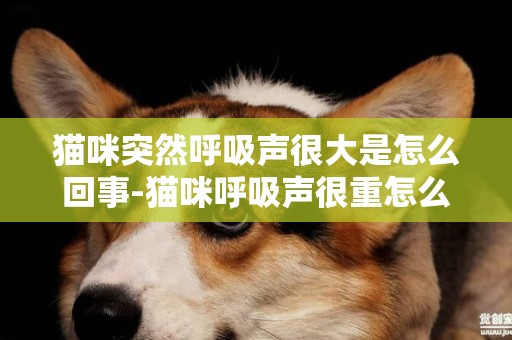 貓咪突然呼吸聲很大是怎么回事-貓咪呼吸聲很重怎么回事