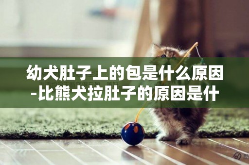 幼犬肚子上的包是什么原因-比熊犬拉肚子的原因是什么