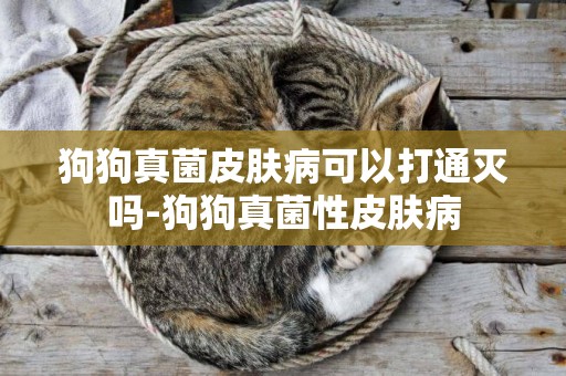 狗狗真菌皮膚病可以打通滅嗎-狗狗真菌性皮膚病