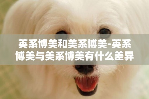 英系博美和美系博美-英系博美與美系博美有什么差異