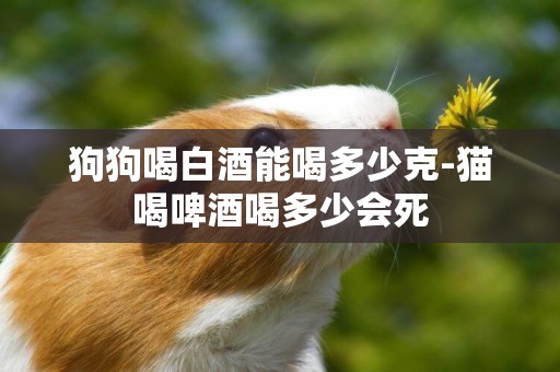 狗狗喝白酒能喝多少克-貓喝啤酒喝多少會死