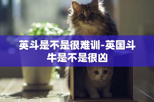 英斗是不是很難訓-英國斗牛是不是很兇