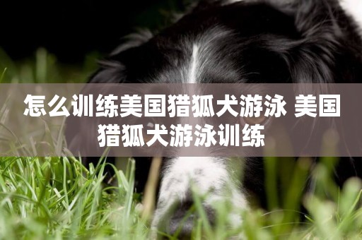 怎么訓練美國獵狐犬游泳 美國獵狐犬游泳訓練