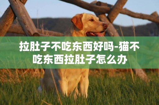 拉肚子不吃東西好嗎-貓不吃東西拉肚子怎么辦