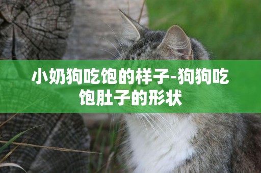 小奶狗吃飽的樣子-狗狗吃飽肚子的形狀