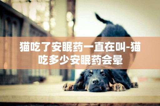 貓吃了安眠藥一直在叫-貓吃多少安眠藥會暈