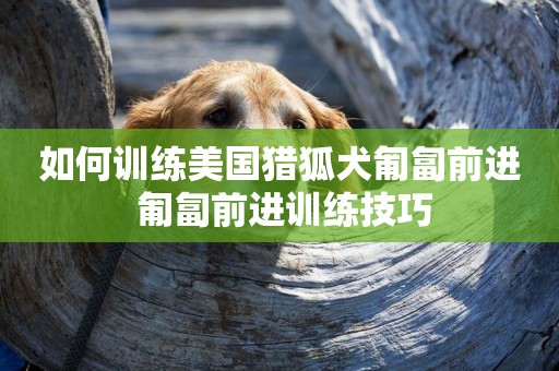 如何訓練美國獵狐犬匍匐前進 匍匐前進訓練技巧