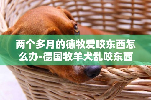 兩個多月的德牧愛咬東西怎么辦-德國牧羊犬亂咬東西怎么辦