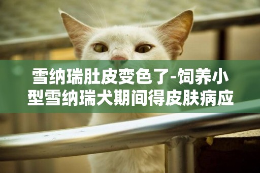 雪納瑞肚皮變色了-飼養小型雪納瑞犬期間得皮膚病應該怎么辦