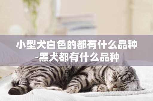 小型犬白色的都有什么品種-黑犬都有什么品種