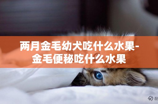 兩月金毛幼犬吃什么水果-金毛便秘吃什么水果