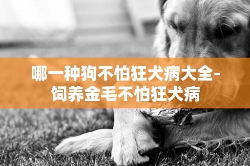 哪一種狗不怕狂犬病大全-飼養金毛不怕狂犬病