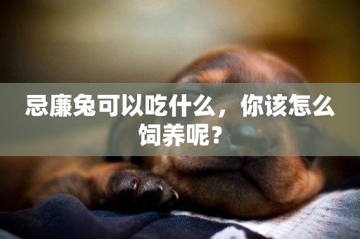 忌廉兔可以吃什么，你該怎么飼養呢？