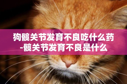 狗髖關節發育不良吃什么藥-髖關節發育不良是什么