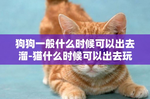 狗狗一般什么時候可以出去溜-貓什么時候可以出去玩