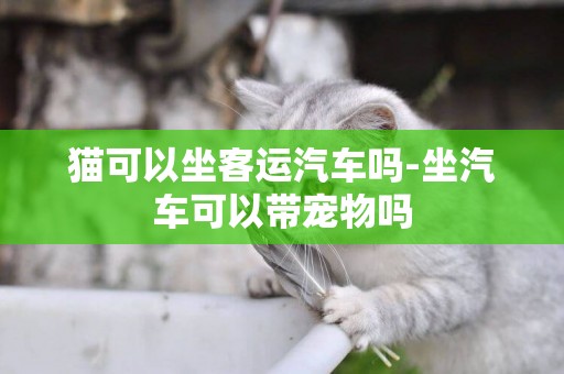 貓可以坐客運汽車嗎-坐汽車可以帶寵物嗎