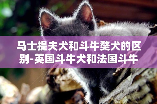 馬士提夫犬和斗牛獒犬的區別-英國斗牛犬和法國斗牛犬的區別