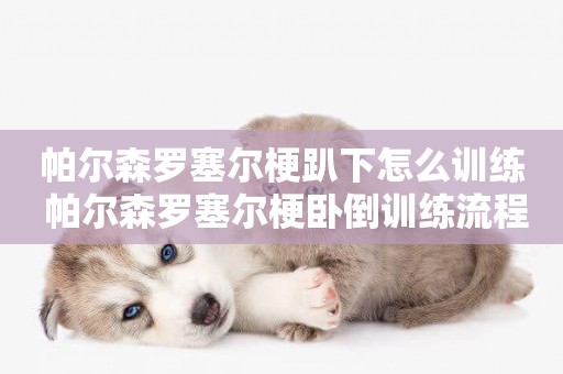 帕爾森羅塞爾梗趴下怎么訓練 帕爾森羅塞爾梗臥倒訓練流程
