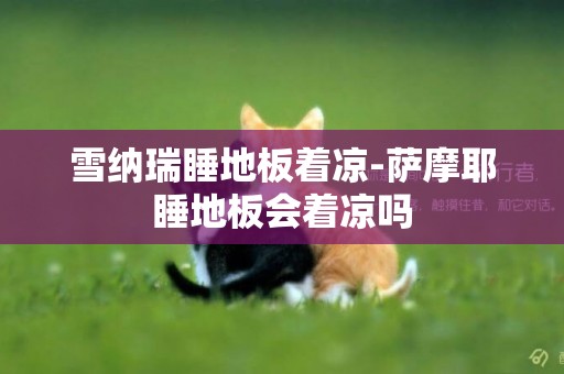 雪納瑞睡地板著涼-薩摩耶睡地板會著涼嗎