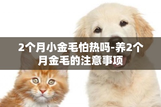 2個月小金毛怕熱嗎-養2個月金毛的注意事項