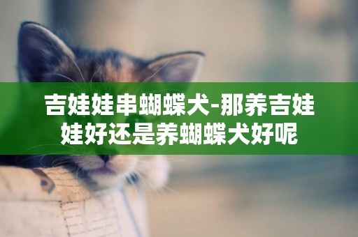 吉娃娃串蝴蝶犬-那養吉娃娃好還是養蝴蝶犬好呢