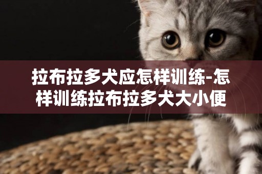 拉布拉多犬應怎樣訓練-怎樣訓練拉布拉多犬大小便