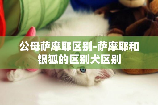 公母薩摩耶區別-薩摩耶和銀狐的區別犬區別