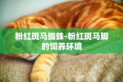 粉紅斑馬蜘蛛-粉紅斑馬腳的飼養環境