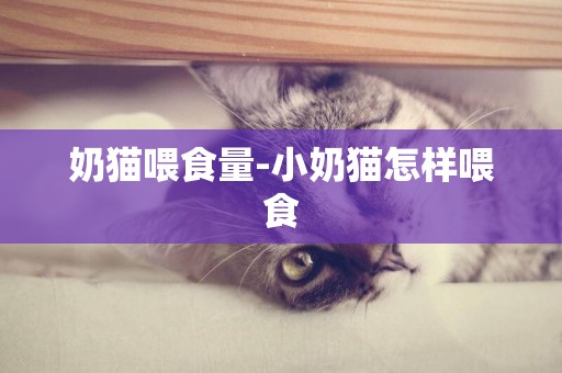 奶貓喂食量-小奶貓怎樣喂食