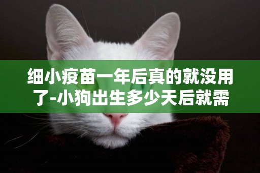 細小疫苗一年后真的就沒用了-小狗出生多少天后就需要打疫苗了