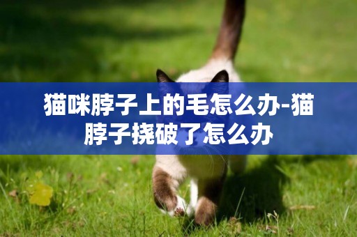 貓咪脖子上的毛怎么辦-貓脖子撓破了怎么辦