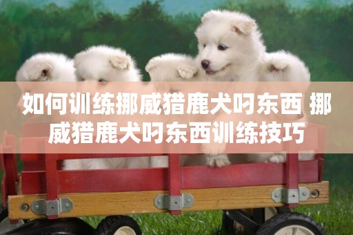 如何訓練挪威獵鹿犬叼東西 挪威獵鹿犬叼東西訓練技巧