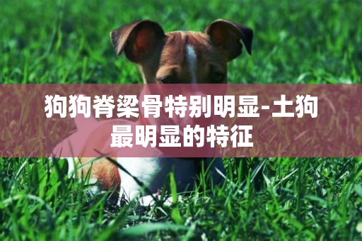 狗狗脊梁骨特別明顯-土狗最明顯的特征