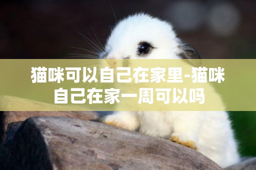 貓咪可以自己在家里-貓咪自己在家一周可以嗎