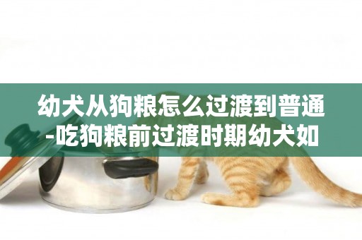 幼犬從狗糧怎么過渡到普通-吃狗糧前過渡時期幼犬如何換糧