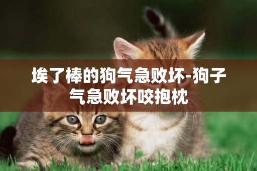 埃了棒的狗氣急敗壞-狗子氣急敗壞咬抱枕