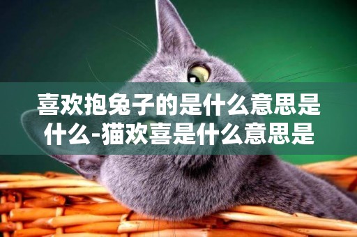 喜歡抱兔子的是什么意思是什么-貓歡喜是什么意思是什么意思是什么意思